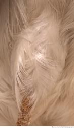 Feathers